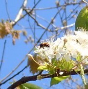 Melandrena