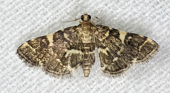 Anageshna