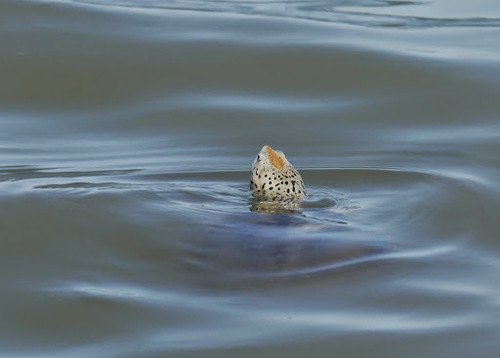 Texas Diamond-backed Terrapin