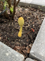 Leucocoprinus birnbaumii image
