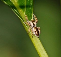 Paraphidippus aurantius