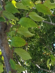 Zelkova