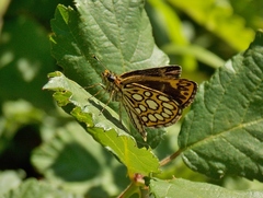 Heteropterus morpheus
