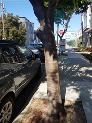 Zelkova