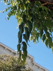 Zelkova