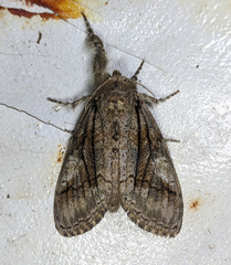 Dasychira obliquata