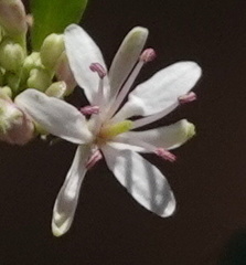 Thelypodium wrightii