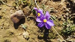 Syringodea longituba violacea