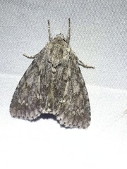 Acronicta americana