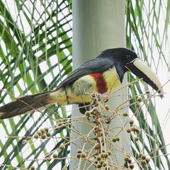 Pteroglossus aracari