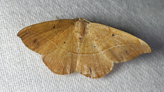 Patalene olyzonaria