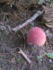 Baorangia