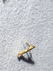 Caloptilia bimaculatella