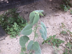 Allowissadula holosericea