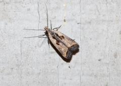 Dichomeris bilobella