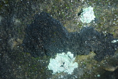 Lathagrium fuscovirens