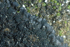 Lathagrium fuscovirens