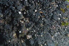 Lathagrium fuscovirens