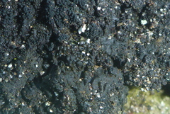 Lathagrium fuscovirens