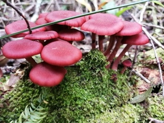 Tubaria rufofulva
