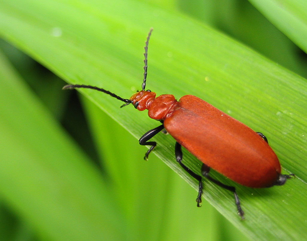 Pyrochroa