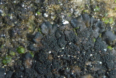 Lathagrium fuscovirens