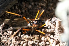 Dictenidia bimaculata