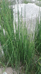 Equisetum variegatum