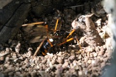 Dictenidia bimaculata