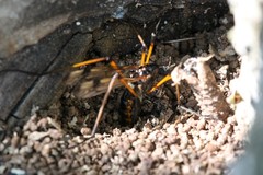 Dictenidia bimaculata