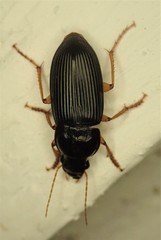 Harpalus pensylvanicus
