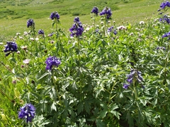 Delphinium barbeyi