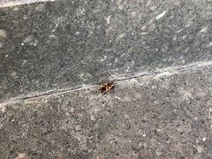 Pyrrhocoris apterus