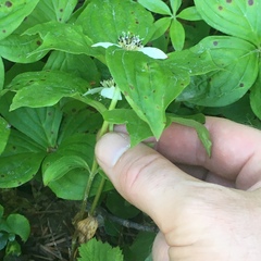 Puccinia porphyrogenita