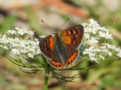 Lycaena phlaeas