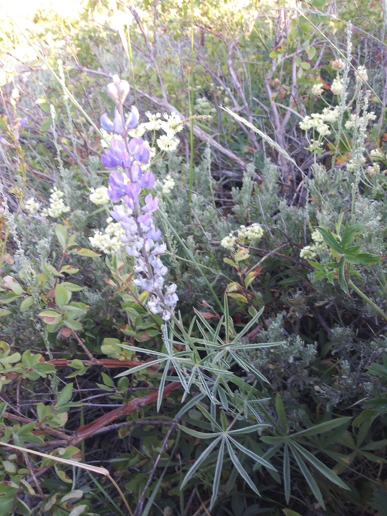 Silky Lupine from Cassia County, US-ID, US on July 19, 2020 at 07:40 AM ...