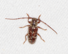 Eupogonius tomentosus