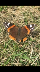 Vanessa atalanta