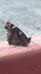 Vanessa atalanta