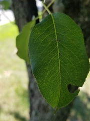 Pyrus communis