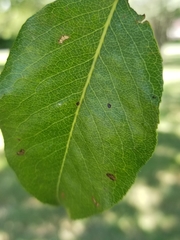 Pyrus communis