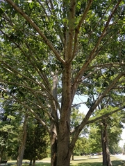 Fraxinus americana