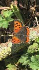 Lycaena phlaeas