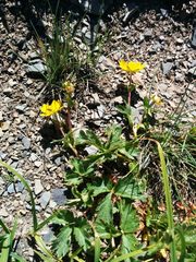 Potentilla flabellifolia