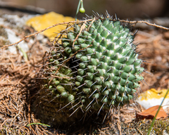 Mammillaria orcuttii