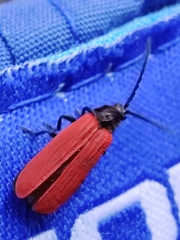 Pyropterus nigroruber