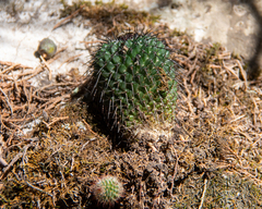 Mammillaria orcuttii