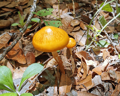 Hymenopellis sinapicolor