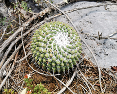 Mammillaria orcuttii