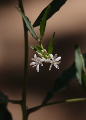 Thelypodium wrightii